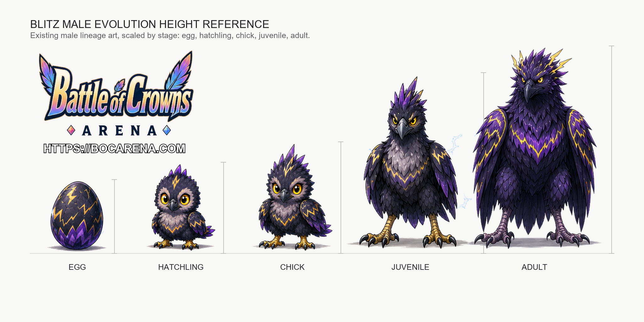 The Blitz Lineage Male Growth and Height Reference Sheet